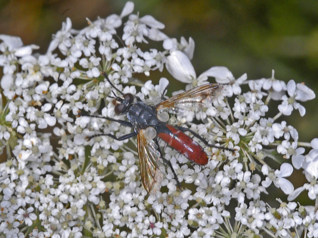 Un dittero dall''addome rosso - da identificare